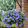 Petunia Plants - Tumbelina Maria