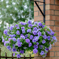 Petunia Plants - Tumbelina Maria