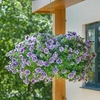 Petunia Plants - Tumbelina Priscilla Profusion