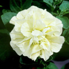 Petunia Plants - Tumbelina Susanna