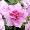 Petunia Plants - Tumbelina Victoria
