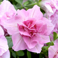 Petunia Plants - Tumbelina Victoria