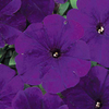 Petunia Seeds - Carpet Series BLUE
