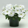 Petunia Seeds - Carpet Series WHITE