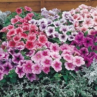 Petunia Seeds - Reflections Mixed F1