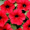 Petunia Seeds - Tidal Wave Red Velour F1