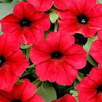 Petunia Seeds - Tidal Wave Red Velour F1