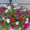 Petunia 