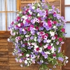 Petunia 