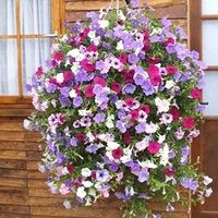 Petunia 