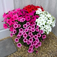 Petunia Surfinia Large Flowered Plants - Mixed