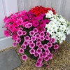 Petunia Surfinia Large Flowered Plants - Mixed
