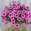 Petunia Surfinia Large Flowered Plants - Pink Vein