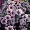 Petunia Surfinia Plants - BLUE VEIN