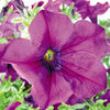 Petunia Surfinia Plants - BURGUNDY