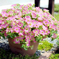 Petunia Surfinia Plants - Green Edge Pink