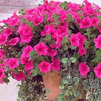 Petunia Surfinia Plants - Hot Pink