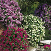 Petunia Surfinia Plants - Large Flowered Mix