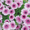 Petunia Surfinia Plants - ROSE VEIN