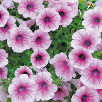 Petunia Surfinia Plants - ROSE VEIN