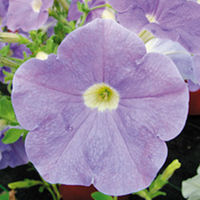 Petunia Surfinia Plants - SKY BLUE