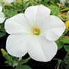 Petunia Surfinia Plants - VANILLA