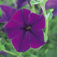 Petunia Surfinia Plants - VIOLET