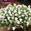 Petunia Surfinia Plants - White
