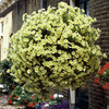 Petunia Surfinia Plants - YELLOW