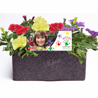 Petunia Trailing Plants - Fanfare Mix Rosy Cheeks Collection