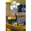 Phalaenopsis Orchid Plant - White Rainbow
