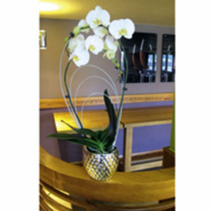 Phalaenopsis Orchid Plant - White Rainbow