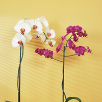 Phalaenopsis Orchid Plant