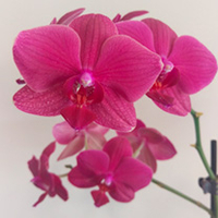 Phalaenopsis Orchid Plants