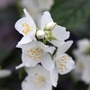 Philadelphus coronarius Plant - Aureus