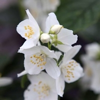 Philadelphus coronarius Plant - Aureus