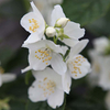 Philadelphus coronarius Plant - Aureus