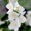 Philadelphus coronarius Plant - Variegatus