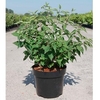 Philadelphus Plant - Albatre