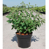 Philadelphus Plant - Albatre