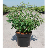 Philadelphus Plant - Albatre