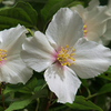Philadelphus Plant - Belle Etoile