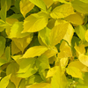 Philadelphus Plant - Coronarius Aureus