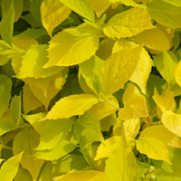 Philadelphus Plant - Coronarius Aureus