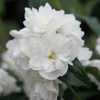 Philadelphus Plant - Frosty Morn
