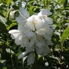 Philadelphus Plant - Innocence Noble