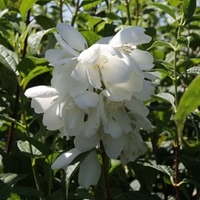 Philadelphus Plant - Innocence Noble