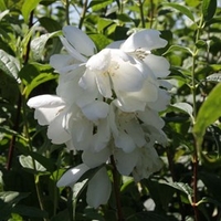 Philadelphus Plant - Innocence Noble
