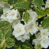 Philadelphus Plant - Lemoinei