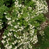 Philadelphus Plant - Manteau d